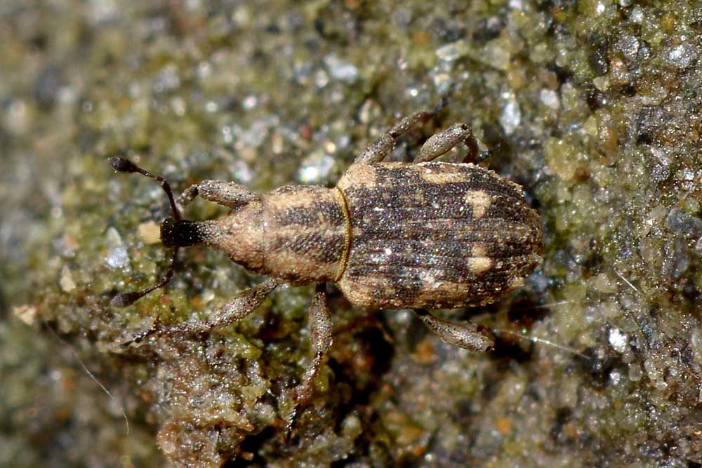 Bagous puncticollis - Curculionidae